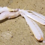 鮨匠 のむら - (22)蝦蛄(鹿児島県出水産)の爪
      普通の蝦蛄は泥の中に住むため泥臭く色も濃いのですが、こちらの蝦蛄は砂地に棲むため非常にクリアな色と味わい
      シャコで一番甘い部分
      蟹のような濃い味ではなくクリアな甘さ