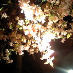 Issa - 桜が飾られていました