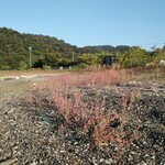 みんなのコーヒー - 