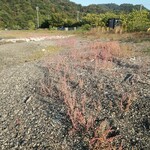 みんなのコーヒー - 