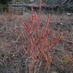 みんなのコーヒー - 