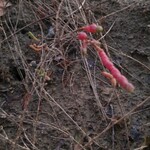 みんなのコーヒー - 