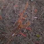 みんなのコーヒー - 