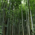 とらや工房 - 竹林