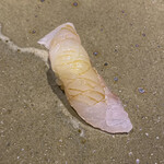 鮨匠 のむら - 九絵の幼魚(鹿児島県開聞岳沖産、3kg、4日寝かせ)