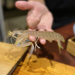 鮨匠 のむら - 蝦蛄(鹿児島県出水産)(茹で立て)【クリスタル蝦蛄】