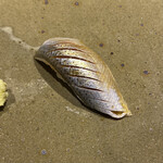 鮨匠 のむら - 小鰭(鹿児島県甑島列島産、3日寝かせ)