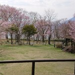 ヘルシービュッフェ アマム - 私たちの席から見える桜。
                                写真の写り良くないですねw