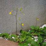 ペレグリーノ - 