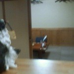 居酒屋 ふじさわ - テーブル席から見た座敷の景色です