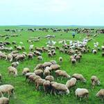 ヨナマウル - 吉林省の羊。