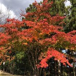 Obata Gou Gorufu Kurabu - 素敵に紅葉してました。平安時代から伝わる、
                        
                        モミヅと言う紅葉です。