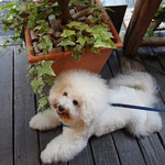 アンティカ オステリア マジカメンテ - アンジェリーナも一緒です