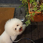 アンティカ オステリア マジカメンテ - 気温３０℃