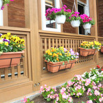 ジンギスカン白樺 - 色とりどりの花が咲いていてキモチイイ