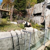 上野太昌園 上野別館 - シャンシャンは、長蛇の列だが、こちらは大丈夫