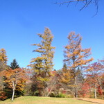 丸山珈琲  - 星野エリア