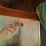 葵 - ウマヅラハギと手網