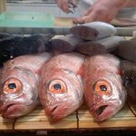 小魚料理 とみ助 - ネタケースにはのど黒・タチウオなど