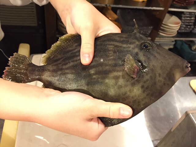 魚ゆるり 平塚店 旧店名 湘南 ゆるり 平塚 居酒屋 ネット予約可 食べログ 魚ゆるり 平塚店 旧店名 湘南 ゆるり 平塚 居酒屋 ネット予約可 食べログ