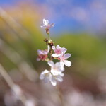 Shibata Toufu Ten - 小原の四季桜