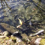 貝掛温泉 - 池の鯉に餌をやって写真に収めました　錦鯉もいます