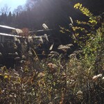 貝掛温泉 - この薄の穂が晩秋の風情です　もうすぐ冬ですね