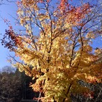 貝掛温泉 - 燃えるような紅葉です　散り始めは本当に美しい