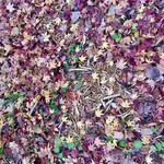 貝掛温泉 - 紅葉の絨毯がそこここに出来ています　これを踏み締めて歩くのが楽しい