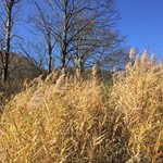 貝掛温泉 - 薄を少し切って自宅に飾りました　室内が晩秋の趣になりました