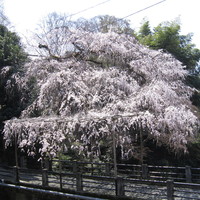 そば茶寮 澤正 - 