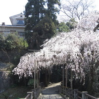 そば茶寮 澤正 - 
