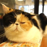 猫カフェ  きゃりこ - 