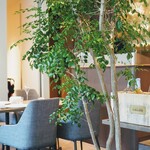 Reglisse - 中央にレグリスの鉢植え