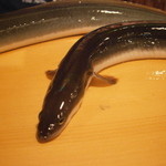 うなぎ屋酒坊・画荘 越後屋 - 24年7月　本日の鰻　白焼き用　養殖物