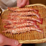 鮨 あらい - 車海老 ②