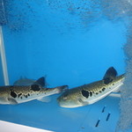 Namakura Sakae - 水槽では季節の魚が泳いでます