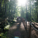 珈琲 森の時計 - 帰り道。