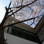 Sakura Kan - 桜館の桜（２）