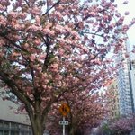 リプトンティーハウス 銀座 - 銀座桜通りの八重桜並木。