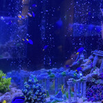 新宿 アクアリウムダイニング JeMare - 