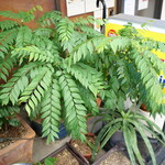 プルジャ ダイニング - 