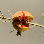 ラ カンロ - オマケ：店舗のザクロ