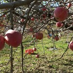 中込農園 - リンゴの木は100本くらいあるらしい。