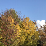 日本料理 太月 - フルコース１６５００円。この日の風景。どこ？（笑）