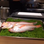 銀座 大石 - 調子に乗っているのどぐろ