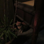 飯田 - 表に待ち猫