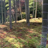 そば茶寮 澤正 - 