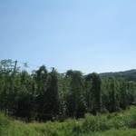 遠野食肉センター - 車で5分　青笹町のホップ畑