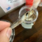 司奈そば七七三 - 